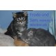 Sib-coon Kitten, Maine Coon - Kater