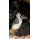 Sib-coon Kitten, Maine Coon - Katze
