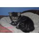 Sib-coon Kitten, Maine Coon - Katze