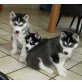 Siberian Husky - Hündin