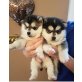 Siberian Husky - Hündin