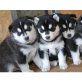 Siberian Husky - Hündin