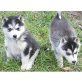 Siberian Husky - Hündin