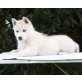 Siberian Husky - Hündin