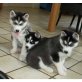 Siberian Husky - Hündin