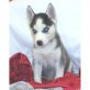 Siberian Husky - Hündin