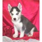 Siberian Husky - Hündin