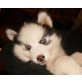 Siberian Husky - Hündin