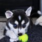 Siberian Husky - Hündin