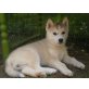 Siberian Husky - Hündin