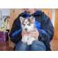 Siberian Husky - Hündin