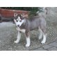 Siberian Husky - Hündin