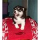 Siberian Husky - Hündin