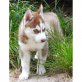 Siberian Husky - Hündin