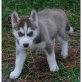 Siberian Husky - Hündin
