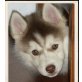 Siberian Husky - Hündin