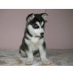 Siberian Husky - Hündin