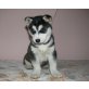 Siberian Husky - Hündin