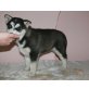 Siberian Husky - Hündin