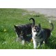 Siberian Husky - Hündin