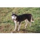 Siberian Husky - Hündin