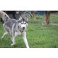 Siberian Husky - Hündin