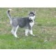 Siberian Husky - Hündin