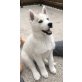 Siberian Husky - Hündin