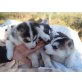 Siberian Husky - Hündin