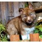 Siberian Husky - Hündin