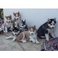 Siberian Husky - Hündin