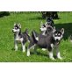 Siberian Husky - Hündin