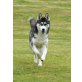 Siberian Husky - Hündin
