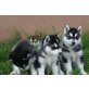 Siberian Husky Rasse blauen Augen, Siberian Husky - Rüde