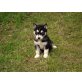 Siberian Husky - Rüde