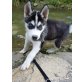 Siberian Husky - Rüde