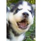 Siberian Husky - Rüde