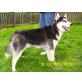 Siberian Husky - Rüde