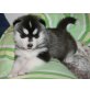 Siberian Husky - Rüde