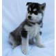 Siberian Husky - Rüde