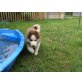 Siberian Husky - Rüde