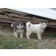 Siberian Husky - Rüde