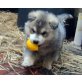 Siberian Husky - Rüde
