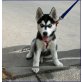Siberian Husky - Rüde