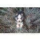 Siberian Husky - Rüde