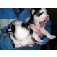 Siberian Husky - Rüde