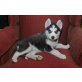 Siberian Husky - Rüde