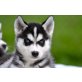 Siberian Husky - Rüde