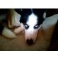 Siberian Husky - Rüde