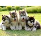 Siberian Husky - Rüde